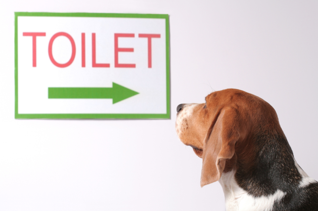 Dog looking at toilet sign
