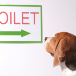 Dog looking at toilet sign