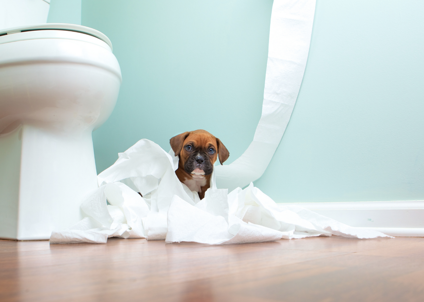 Puppy with toiletpaper sitting next to toilet
